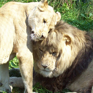 African Lions