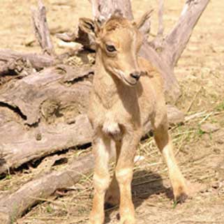 Aoudad