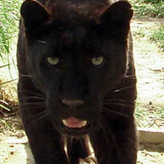 Black Leopard