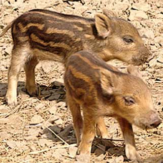 Baby Boar