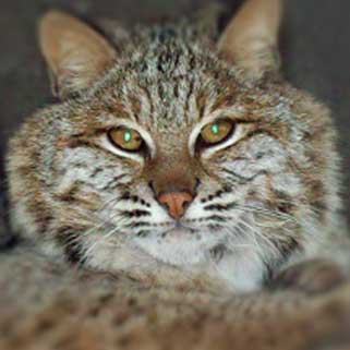 Bobcat