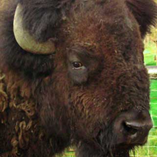 Buffalo