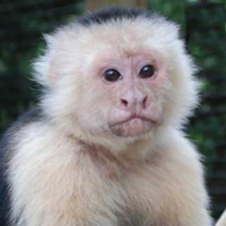 Capuchin