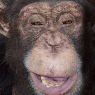 Chimpanzee Chimpanzee