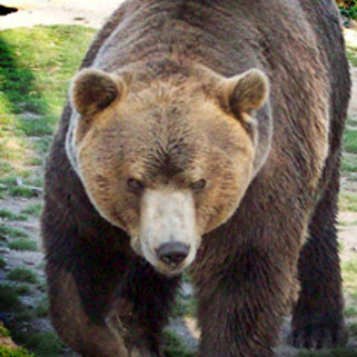 Grizzly Bear