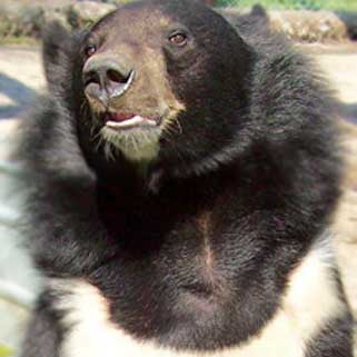 Hymilayan Bear