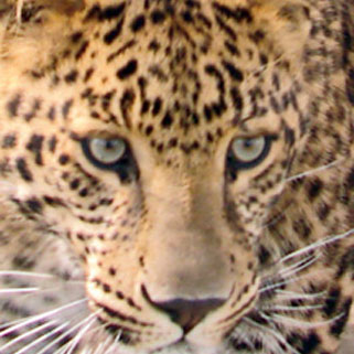 Spotted Leopard