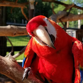 Macaw