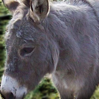 Miniature Donkey