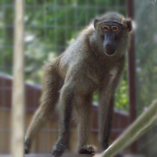 Olive Baboon