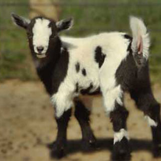 Pygmy Goat