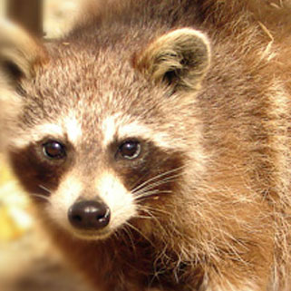 Raccoon