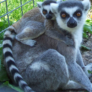 Ring-Tailed Lemur