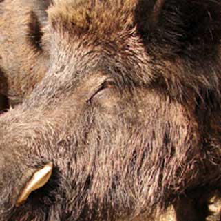 Russian Wild Boar