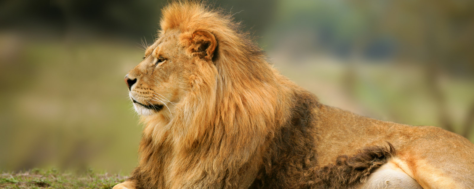 West Virginia Zoo Hovatter's Wildlife Zoo