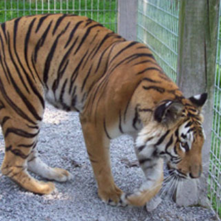 Bengal Tiger